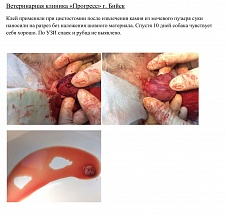 Цистостомия после извлечения камня из мочевого пузыря суки.