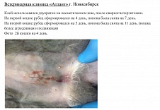 Косметический шов после овариогистерэктомии