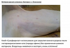 Кожный разрез после гистеровариоэктомии кота.
