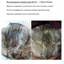 Удаление опухоли на голове у кошки.